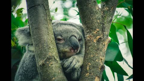 Let's save the koala bears in Australia from the fires