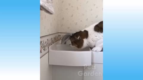 cute cats and dogs video