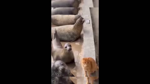 Animales grandiosos y graciosos 😻☺️