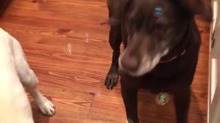 Two puppies eat bubbles