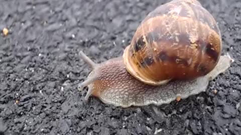 Snail🐌 Express🕑 is on the way