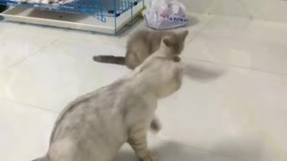 two cats clean up together