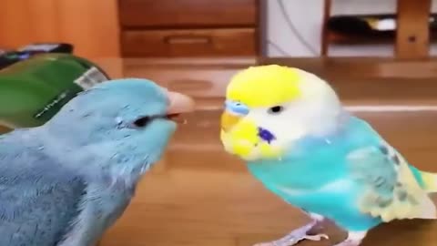 Baby Animals Funny Parrots And Cute Birds Compilation