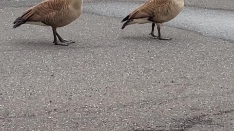 No ducks- just geese at the mall