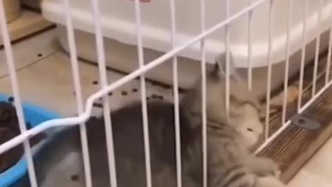 funny baby cats