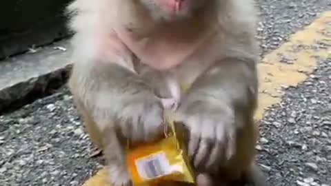 Baby Monkey so cute