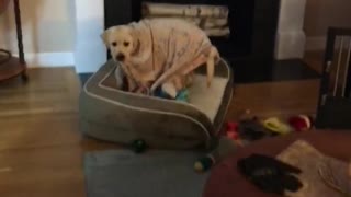 Unique doggy brings his puppy blanket with him everywhere