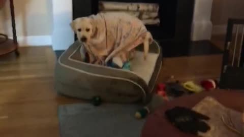 Unique doggy brings his puppy blanket with him everywhere