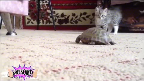 The cat is playing with the turtle