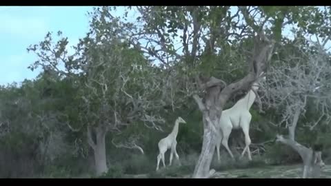🦒 Amazing White Giraffe Mother And Calf 🦒