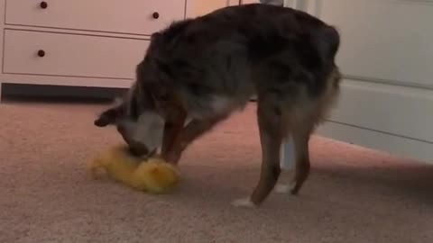 Brown dog playing with yellow stuffed animal