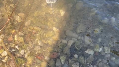 Cute baby snapping turtle