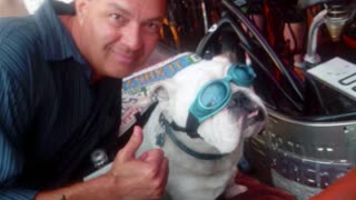 Funny BULLDOG with Goggles!