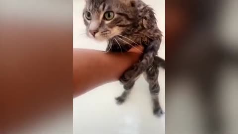 Wet Cat doesn't want to take a bath (super sweet)