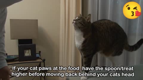 Cats trening funny video