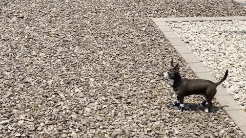 Delighted Doggy Reunited With Human After Four Long Days