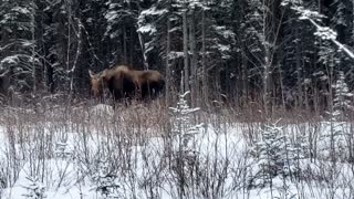 winter moose