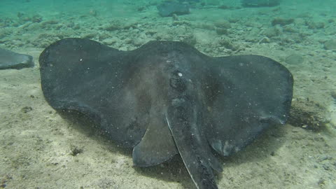 Guy Shows Us What It's Like To Go Snorkeling With Stingrays And Nurse Sharks