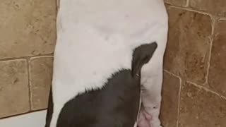 Doggo Doesn't Want to Take a Bath