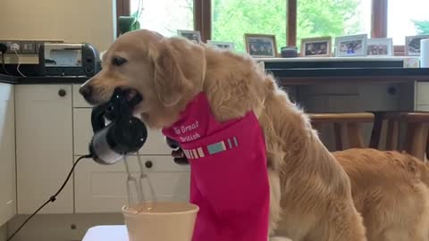 Dogtor_Leo_&_SCH_Therapy_Dogs_are_the_Hairy_Bakers