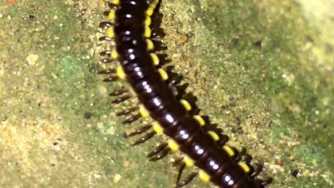 Millipede | Hakarella