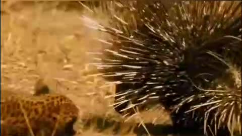 Tiger Cannot Attack Monkey On Trees | Tigers Were Helpless At The Wisdom Of Monkey | Tiger Attack
