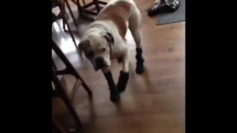 Music brown and white dog hardwood floor wearing mittens