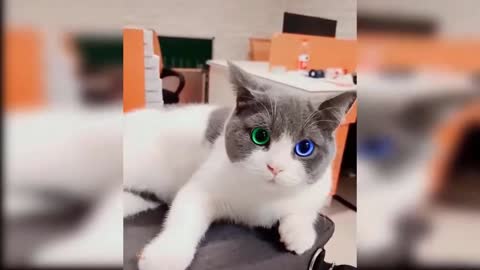 Funny Cats kitten videos IT's Great