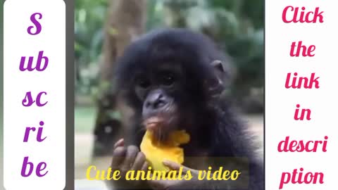 Funny animals monkeys video
