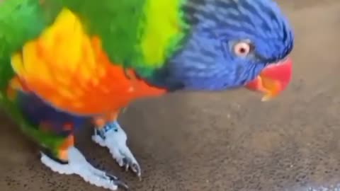Wonderful parrot dance at home