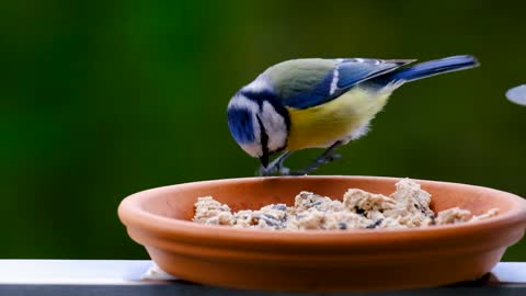 Blue Tit Bird