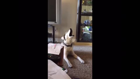 Funny screaming huskies