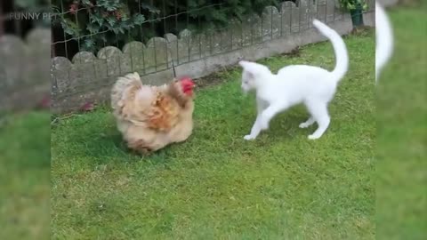 Chicken and cat fighting