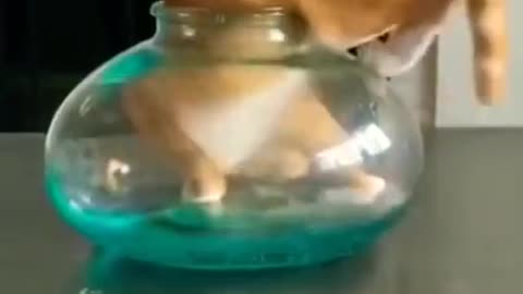 Cat funny videos