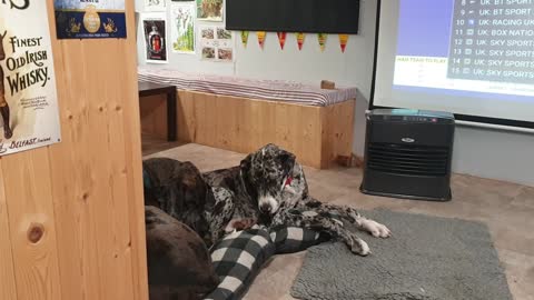 Ruby the dane is annoyed