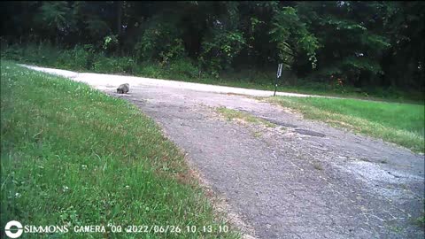 Backyard Trail Cams - Groundhog in Driveway