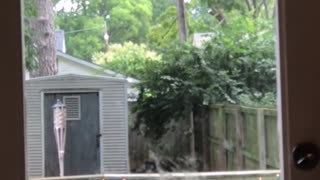 Brown dog jumping towards door window