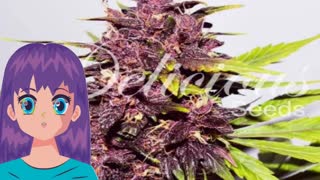 Auto Dark Purple – Delicious Seeds