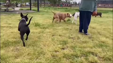 Very excited dogs German Shepherd attacks each other with people which injoy each other