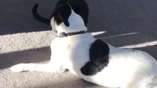 Black cat pounces on a dogs neck