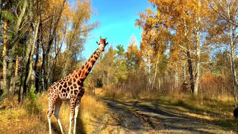 Standing Giraffe