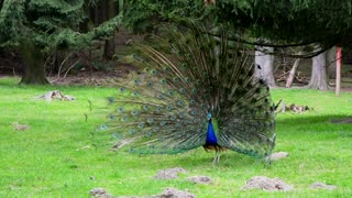 Feather Peafowl shows off in garden