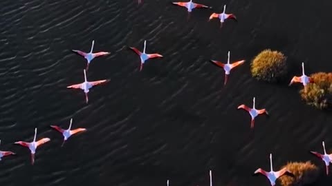 Birds flying