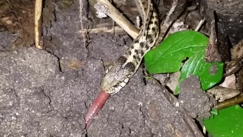 Garter Snake Devours Earthworm