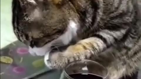 Cat Drunk Wine after see this video....