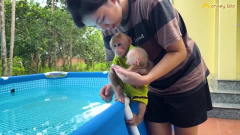 Super funny! Bibi discovered that the baby monkey pooped so he asked Mom to take a bath 4