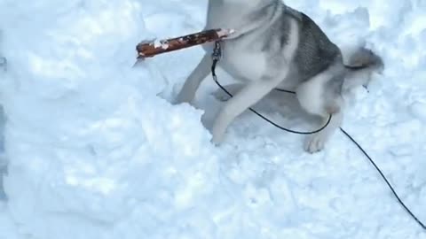 "Do You Want to Build a Snowman?" Husky Responds