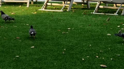 Crows vs Pigeons - battle of the feast
