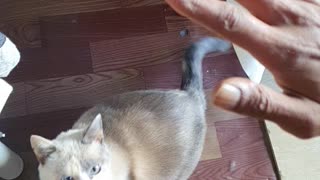 Teaching My Cat to High Five