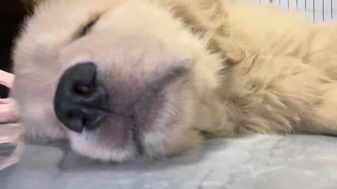 What's it like to experience a puppy sleeping